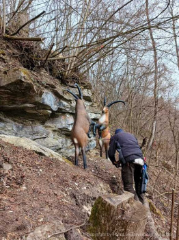 HSV-Vlbg-Pillepalle_2589