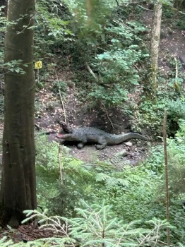 65-Jahr-Jubiläum-HSV-V-7760