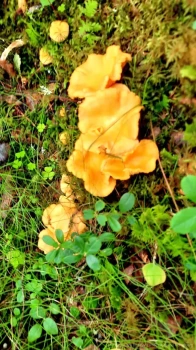Herbstfischerreise-Heilhornet_22