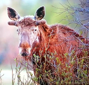 Herbstfischerreise-Heilhornet_24