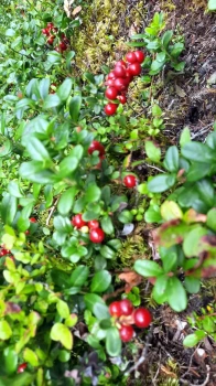 Herbstfischerreise-Heilhornet_27