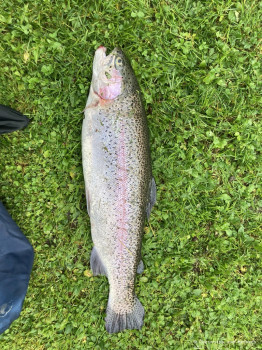 HSV-Vorarlberg_Fischen_Abfischen_Hohenems_2022_43