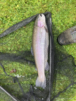 HSV-Vorarlberg_Fischen_Abfischen_Hohenems_2022_44