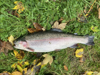 HSV-Vorarlberg_Fischen_Abfischen_Hohenems_2022_51