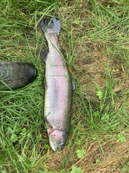 HSV-Vorarlberg_Fischen_Abfischen_Hohenems_2022_56