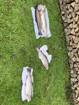 HSV-Vorarlberg_Fischen_Abfischen_Hohenems_2022_66