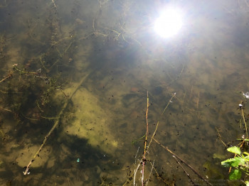 HSV_Anfischen2017_9357