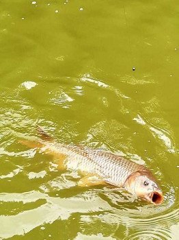 Geburtstagsfischen-20