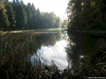 rueckblick_2015_teich_1_cimg8218.jpg