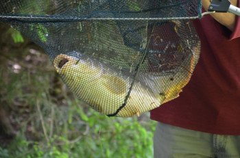 hsv-fischen_anfischen_hohenems_2015_2410