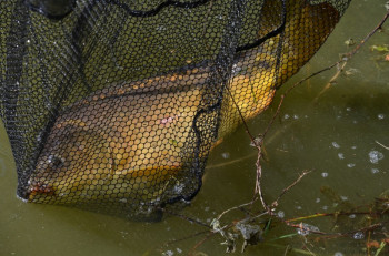 hsv-fischen_anfischen_hohenems_2015_2413