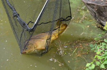 hsv-fischen_anfischen_hohenems_2015_2414