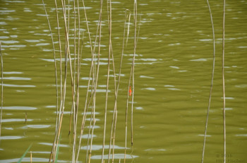 hsv-fischen_anfischen_hohenems_2015_2428