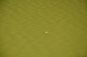 hsv-fischen_anfischen_hohenems_2015_2429