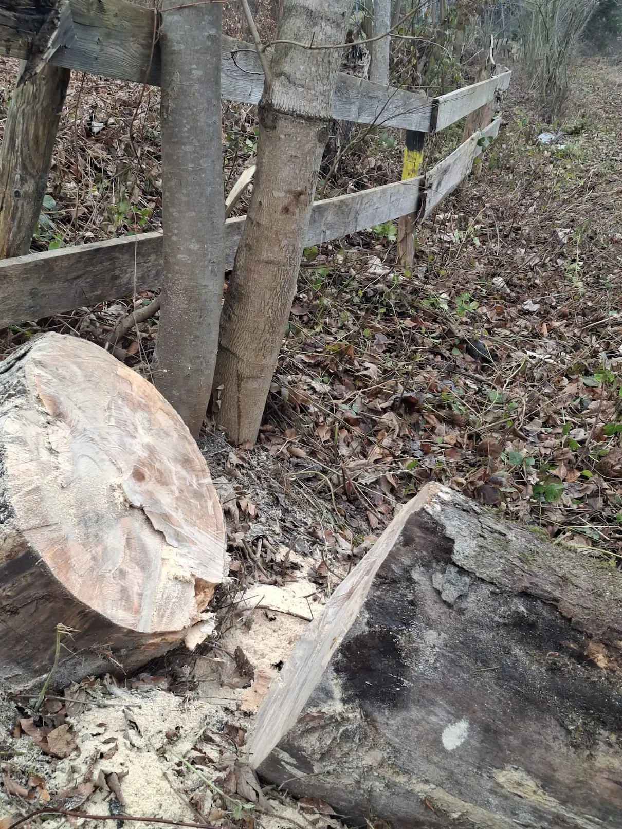 Abriss des alten Zauns am Fischteich des HSV-Vorarlberg in Hohenems