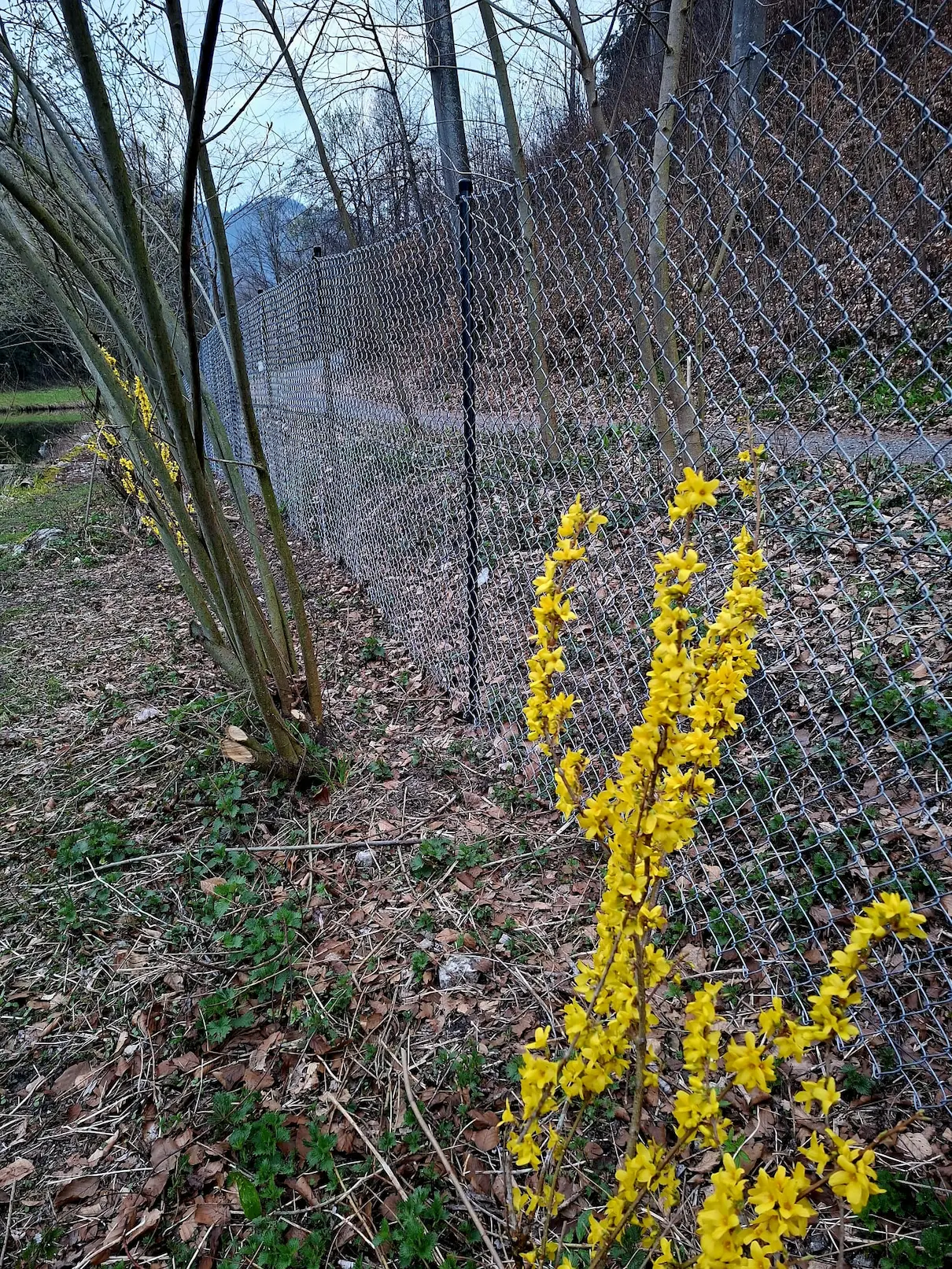 Neuer Zaun am Fischteich in Hohenems nach abgeschlossener Sanierung
